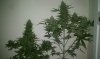IMAG0135.jpg