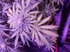 20180621_053157.jpg