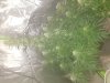 20180621_142145.jpg