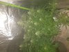 20180621_142151.jpg