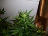 day33f.JPG