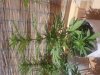 20180701_150737.jpg