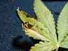 IMG_20180704_182609.jpg