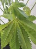 IMG_20180707_055842.jpg