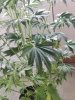 IMG_20180707_055753.jpg