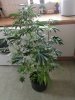 IMG_20180707_055748.jpg