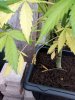 IMG_20180707_132703.jpg