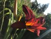 IMG_7334.JPG