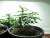 100_2116.jpg
