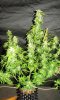 WS_harvest_5-small.jpg
