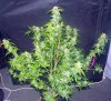 WS_harvest_4-small.jpg