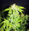 WS_harvest_3-small.jpg