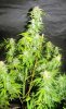 WS_harvest_2-small.jpg