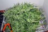 WS_harvest_1-small.jpg