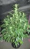 ABB_day50_3-small.jpg