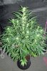 ABB_day50_2-small.jpg