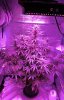 CM_day50-small.jpg