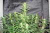 CM_day50_3-small.jpg