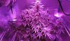 CM_day50_2-small.jpg