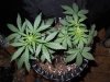 Mossys seeds 012.jpg