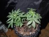 Mossys seeds 013.jpg