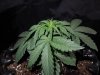 Mossys seeds 019.jpg