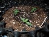 Mossys seeds 026.jpg