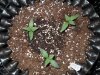 Mossys seeds 027.jpg