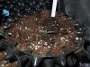 Mossys seeds 028.jpg