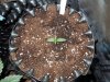 Mossys seeds 029.jpg