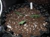 Mossys seeds 030.jpg