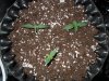 Mossys seeds 031.jpg