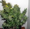 SD_week13_1-small.jpg