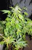 SD_week12_12-small.jpg