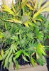 SD_week12_11-small.jpg