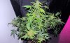 SD_w12_4-small.jpg