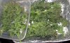 SD_harvest_6-small.jpg
