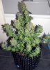 SD_harvest_5-small.jpg