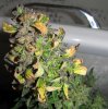 SD_harvest_4-small.jpg