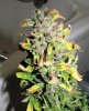 SD_harvest_3-small.jpg