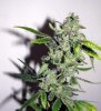 SD_12_harvest2-small.jpg