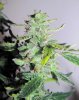SD_12_harvest_1-small.jpg