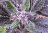 100_9492closeup.jpg