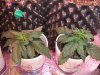 DSCF4764.jpg