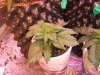 DSCF4763.jpg