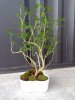 MyBonsai.jpg