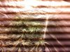IMG_20180720_035554.jpg