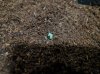 seedling.jpg