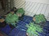 IMG_20180726_124420.jpg