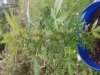 20180730_073056.jpeg